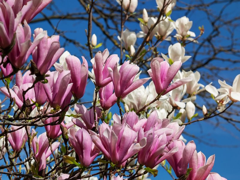 magnolija